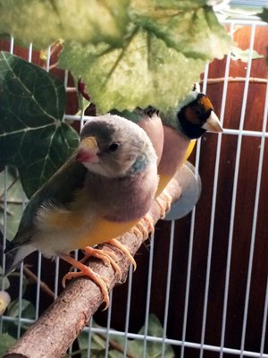 This is Sheldon - one view of the beak.