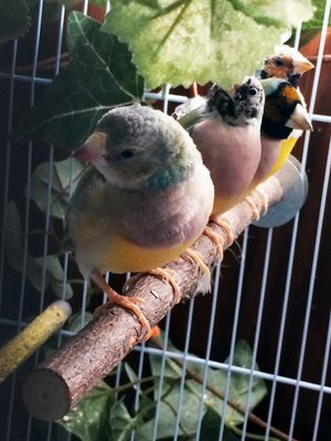 Another view of Sheldon's beak.