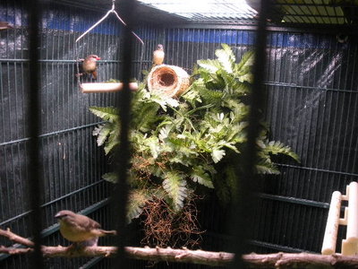Looking from the left side of the cage across to the right.