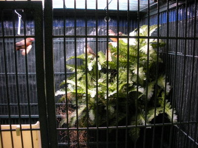 Looking from the front of the cage.