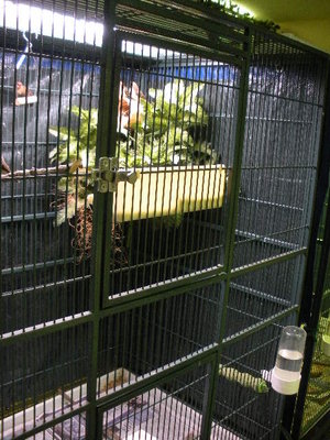 Right side of the cage.