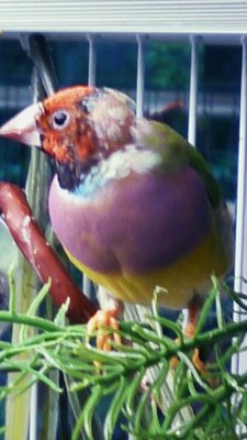 Red head with missing feathers.jpg