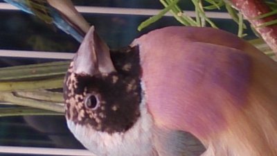 Gouldian in Molt.JPG