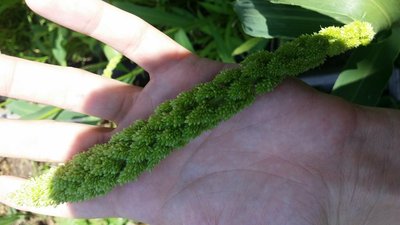 20140818_124248.jpg