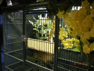 Looking at upper left corner, where nest is.