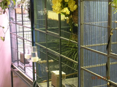 Here are 3 cages lined up side-by-side.