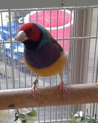 Here's my little boy Tiny.