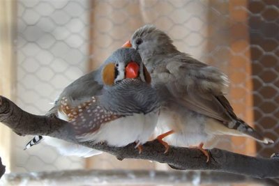 DSCF9828 (Small).JPG