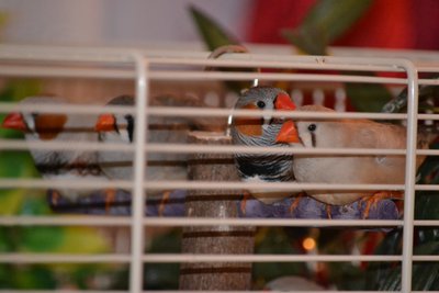 DSC_0069.JPG