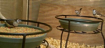 owls plant dishes.jpg