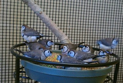 owls in the aviary.jpg