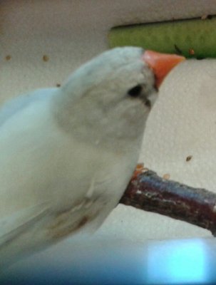 You can see the broken feather on right wing.