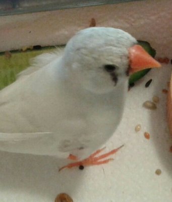 Can see injury. Most of the wing seems to be missing.
