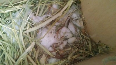 Eggs