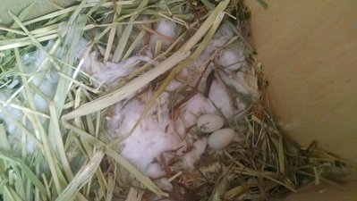 EGGS