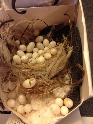 This was a pair of hens, instead of a true male female pair who had an eggfest. These eggs were not fertile.