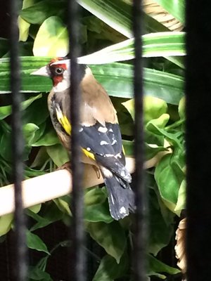 Mr. Hootie