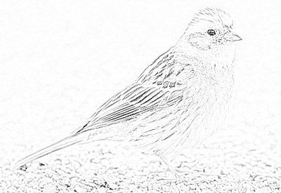 finch.jpg