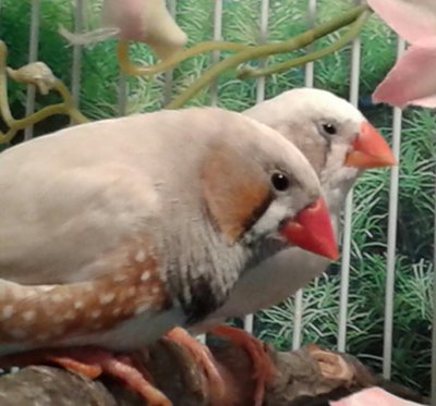 Here are my latest sweety pies, Zazu and Zoe.