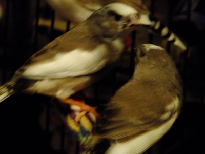 DSCF4558.JPG