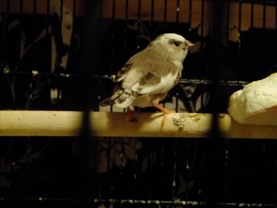 DSCF4572.JPG