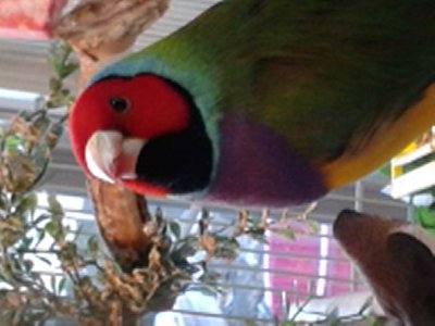 And here is TINY, my pretty ( or rather handsome ) Gouldian boy.