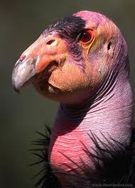 Lovely Bird.jpg