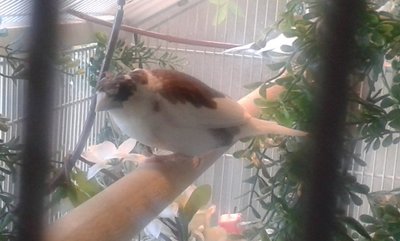 This is Gimpy Brave Heart, who takes on Canary, Gouldians, Stars and Parrot Finches alike.