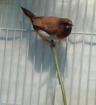 Then there is Pauly, an even tempered, laid back young fellow, who was the first Socie I got.