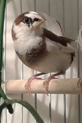 Petey, a loveable boy, one of the boys to try to lay claim.