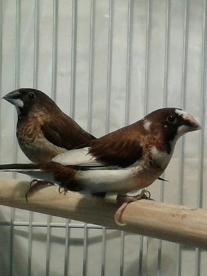 And Pax, in the fore front, who is the shy bottom of the totem pole fellow.