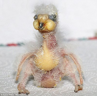 The chicks.jpg