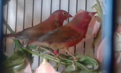Here are my Fire boys.