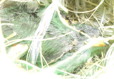 Still in nest.JPG