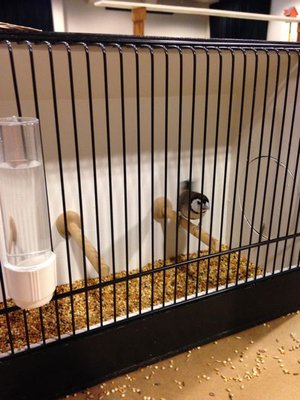 OwlNormalsplitFawncock2014.jpg