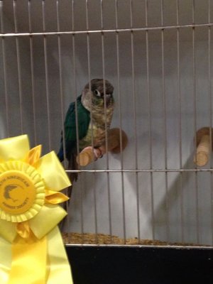 GreenCheekConureCleburne2014.jpg