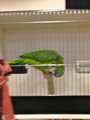 One of the Winners in Parrots Cleburne.jpg