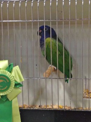 Beautiful Parrot Cleburne2014.jpg