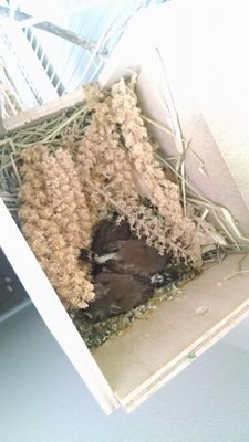 How I found the babies; covered in empty millet sticks. What the heck, guys?