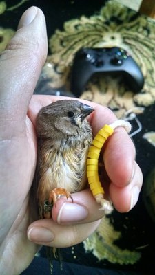 This is the oldest, Yellow. He has been in a ton of pics on this thread :)