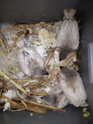 CFW nestlings 2.JPG