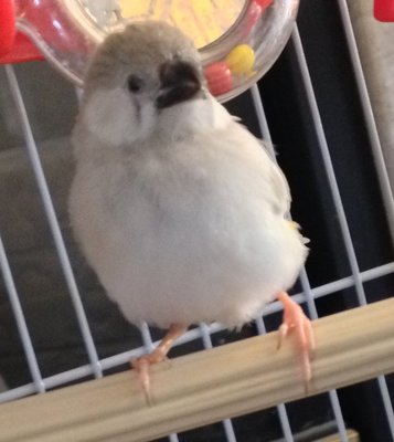 Z fledge 2.JPG