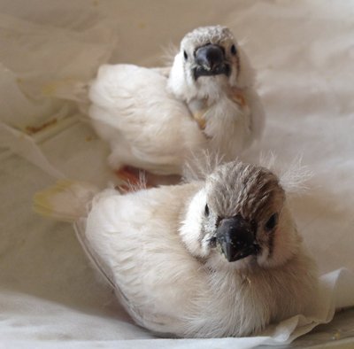 Z nestlings.JPG