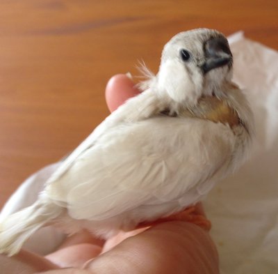 Z nestling # 3.JPG