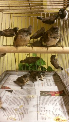 These were the bronzewings when i put then into a holding cage
