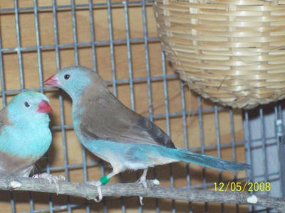 BCCB cock and hen.