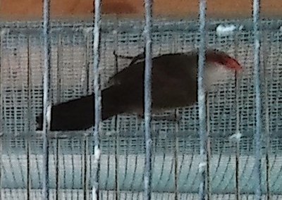 St Helena Waxbill2.jpg