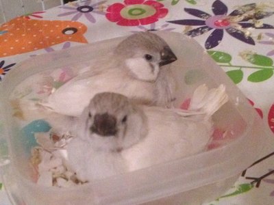 Z fledgllings.JPG