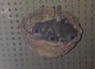 penguin babies.jpg