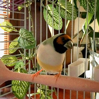 Elaine_timeout_cage.JPG